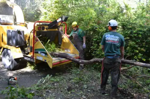 tree services San Antonio Heights